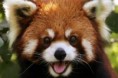 /album/fotogaleria/panda-rojo-jpg/